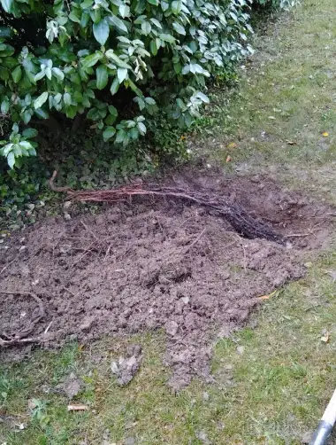 racine probleme evacuation eau les deboucheurs reunis